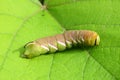 Caterpillar Sphinx ligustri on leaf in the garden, closeup