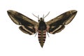 Privet hawk moth isolated on white background