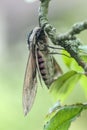 Privet hawk moth, Sphinx ligustri Royalty Free Stock Photo