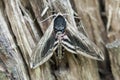 Privet hawk moth, Sphinx ligustri Royalty Free Stock Photo