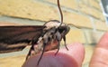 Privet hawk-moth Sphinx ligustri