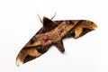 Privet hawk moth top view studio photo. Adult Sphingidae butterfly studio shot.