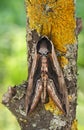 Privet hawk mothSphinx ligustri