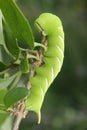 Privet Hawkmoth Caterpillar Royalty Free Stock Photo