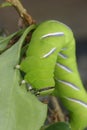 Privet Hawkmoth Caterpillar Royalty Free Stock Photo