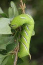 Privet Hawkmoth Caterpillar Royalty Free Stock Photo