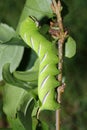 Privet Hawkmoth Caterpillar Royalty Free Stock Photo