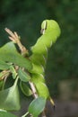 Privet Hawkmoth Caterpillar Royalty Free Stock Photo