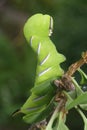 Privet Hawkmoth Caterpillar Royalty Free Stock Photo