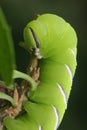 Privet Hawkmoth Caterpillar Royalty Free Stock Photo