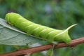 Privet Hawkmoth Caterpillar Royalty Free Stock Photo