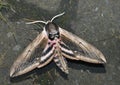 Privet Hawkmoth Royalty Free Stock Photo