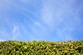 Privet Hedge background Royalty Free Stock Photo