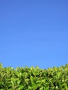 Privet Hedge and blue sky background Royalty Free Stock Photo