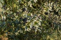 Privet hedge with leaves and black small berries