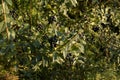 Privet hedge with leaves and black small berries
