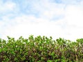Privet Hedge and sky with clouds Royalty Free Stock Photo