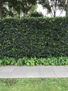 Privet planting hedges