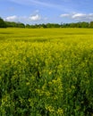 Holy Trinity Church, Privett in the South Downs National Park, UK Royalty Free Stock Photo