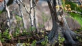 Privileged View Deep into the Hidden Bonsai Forest