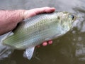 Prize American Shad Catch