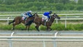 Prize race on thoroughbreds horses Royalty Free Stock Photo