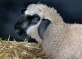 Prize sheep on view for judging. Royalty Free Stock Photo