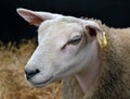 Prize sheep on view for judging. Royalty Free Stock Photo