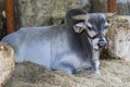 Prized brahma bull resting in Mexican stable. Royalty Free Stock Photo