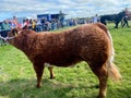 Prized brown calf on show at the Ballinrobe Agricultural Show 2023