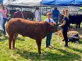 Prized brown calf on show at the Ballinrobe Agricultural Show 2023