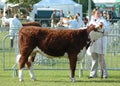 Prized Bull at a County show Royalty Free Stock Photo