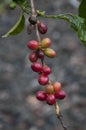 Prized Hawaiian Coffee Beans are red on the branch in Hawaii. Royalty Free Stock Photo