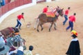 Prizewinning bullfighter Royalty Free Stock Photo