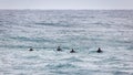 Pro Surfers Waiting for Waves Royalty Free Stock Photo