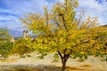 Probably the best known feature of Cappadocia, Turkey Royalty Free Stock Photo