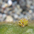 Shaun The Sheep nudibranch