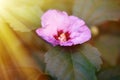 Probably one of varieties of Hibiscus of Syrian