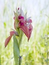Wild orchid in habitat, probably hybrid.