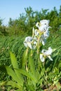 Probably Siberian white iris