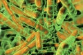 Probiotic Bacteria Bifidobacterium