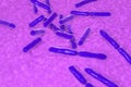 Probiotic Bacteria Bifidobacterium