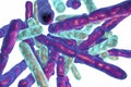 Probiotic Bacteria Bifidobacterium