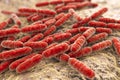 Probiotic bacteria Lactobacillus