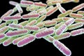 Probiotic bacteria Lactobacillus