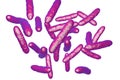 Probiotic bacteria, normal intestinal microflora