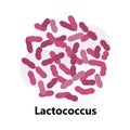 Probiotics bacteria. Lactobacillus, bulgaricus logo with text. Amorphous symbols for milk products are shown such as yogurt, Royalty Free Stock Photo