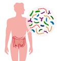 Probiotics Human Intestine Composition Royalty Free Stock Photo