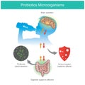 Probiotics Microorganisms. Sample diagram when a kid receives probiotics lactic acid bacteria