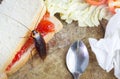 The problem in the house because of cockroaches living in the kitchen.Cockroach eating whole wheat bread on chopping wood backgrou Royalty Free Stock Photo